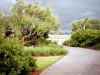 Newcastle_Pawleys Island_gravel drive with native grasses and native plants