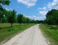 live-oak-alee