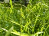 Cole_ sea oats