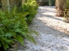 beech_ fern been with tabby walkway.jpg