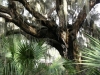 Cannons Point Preserve_Saint Simons Island Georgia_Master Plan_landscape architecture_live oak wish spanish moss and palmettos.jpg