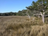 Cannons Point Preserve_Saint Simons Island Georgia_Master Plan_landscape architecture_marsh lined with live oaks.jpg