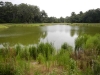 Cannons Point Preserve_Saint Simons Island Georgia_Master Plan_landscape architecture_pond with native grasses and live oaks.jpg