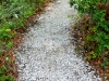 Cole_ shell sand path through native garden