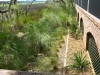 gregory_ gravel trough along marsh with native grasses.jpg