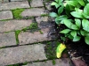 IMG_9921-fx