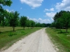 live-oak-alee