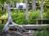 Lindsay _ boardwalk and benches by specimen tree.jpg