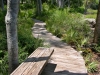 Lindsay _ boardwalk through native plants with bench.jpg