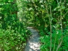 Lindsay _ path through native plant garden.jpg