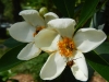 Livingston_ gardenia