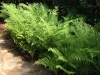 Livingston_custom stone path with native fern bed