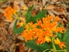 Livingston_native butterfly weed