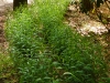 Livingston_sea oats in native plant garden