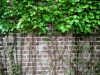 Livingston_vine over brick wall