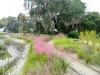 living shoreline_little saint simons island Georgia_landscape architecture_living shoreline_muhly with native grasses and wildflowers with gravel path.jpg