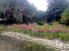 living shoreline_little saint simons island Georgia_landscape architecture_living shoreline_muly and native grasses along oyster shoreline.jpg