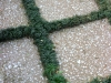 Shedlarz_tabby and mondo grass green grid.jpg