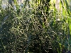 Verdant Enterprises streetscape_landscape architecture_native grass_morning light.jpg