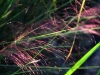 Verdant Enterprises streetscape_landscape architecture_native grasses_purple top.jpg