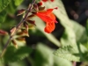 Verdant Enterprises streetscape_landscape architecture_native plant salvia.jpg