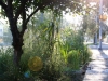 Verdant Enterprises streetscape_landscape architecture_native plant streetscape.jpg