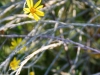 Verdant Enterprises streetscape_landscape architecture_native plant_Narrowleaf Silkgrass.jpg