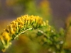 Verdant Enterprises streetscape_landscape architecture_native plant_goldenrod.jpg