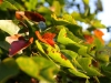 Verdant Enterprises streetscape_landscape architecture_trident maple.jpg