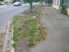 Verdant_Savannah Georgia_landscape architecture_streetscape_existing streetscape.jpg