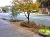 Verdant_Savannah Georgia_landscape architecture_streetscape_fall color in urban streetscape.jpg