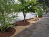 Verdant_Savannah Georgia_landscape architecture_streetscape_urban streetscape with gravel hardwood mulch holly trident maple and tea olive.jpg