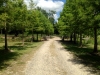 Willingham Plantation_Allendale South Carolina_landscape architecture_master plan_bald cypress allee.jpg