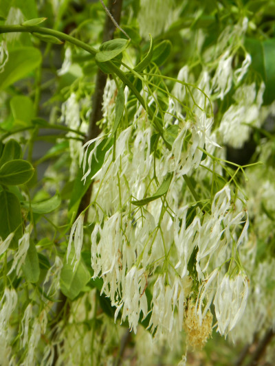 Hamlet _ american fringe tree